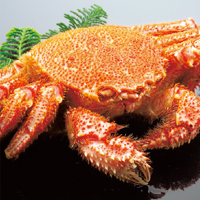 HAIR CRAB (ERIMACRUS ISENBECKII)